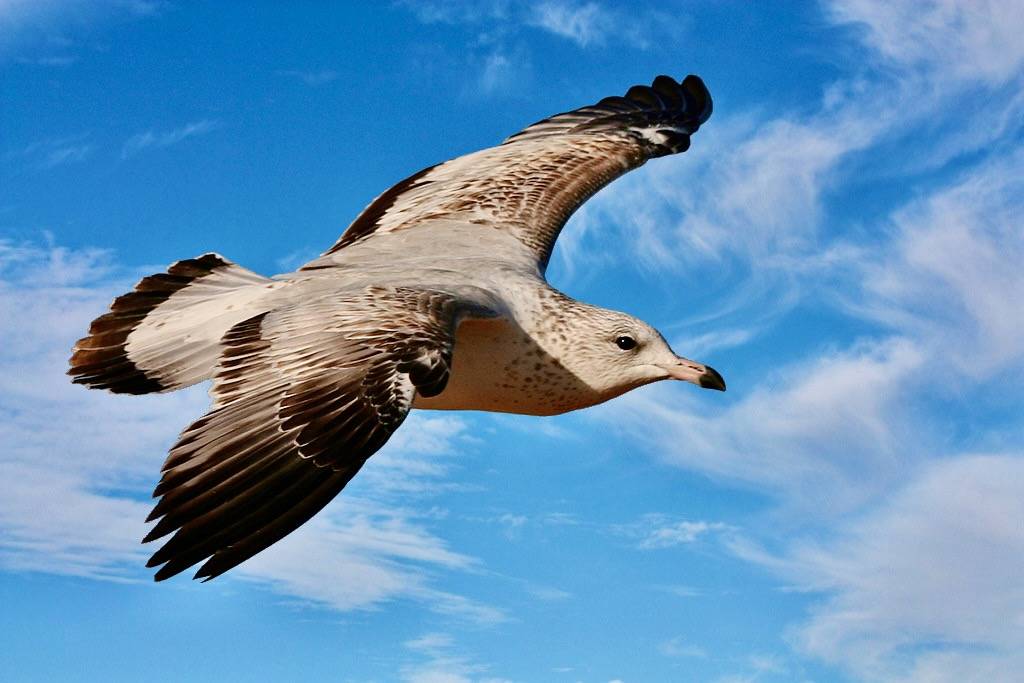 Ring-billed Gull by TexasEagle is licensed under CC BY-NC 2.0.